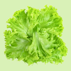 Lettuce